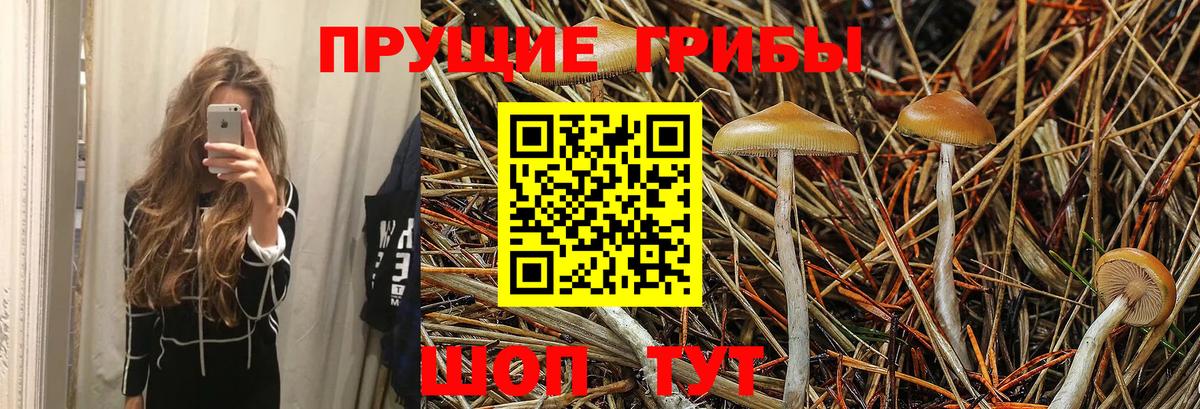 Ставрополь  Псилоцибиновые грибы Psilocybine cubensis  Вход с VPN 